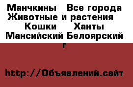 Манчкины - Все города Животные и растения » Кошки   . Ханты-Мансийский,Белоярский г.